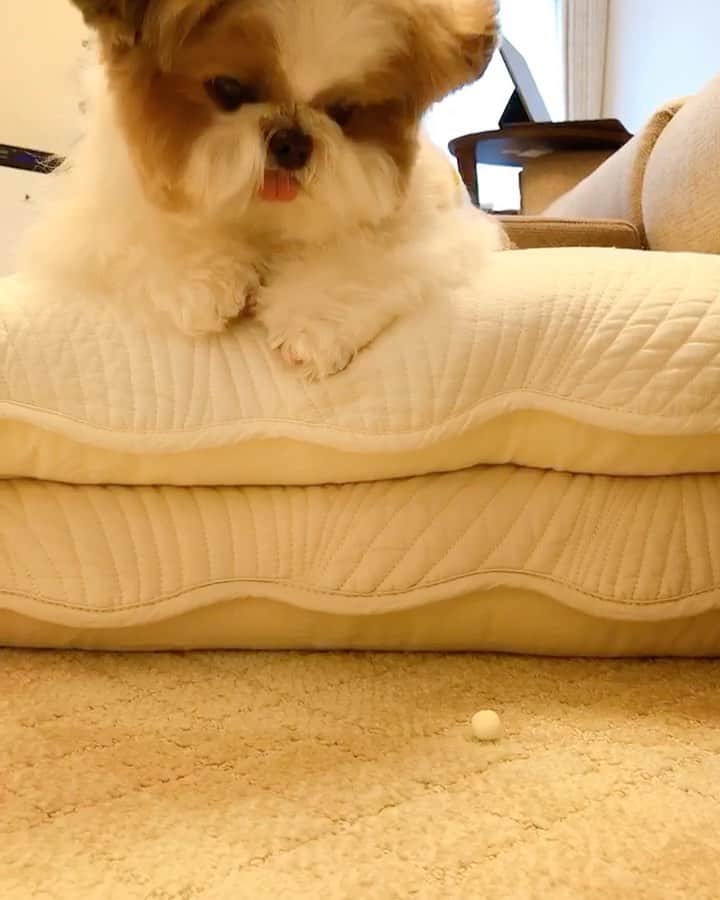 水嶋はちのインスタグラム：「Please,toss the ball to me🐶 * * ボクとボーロちゃん ちょっと堪能しながら食べようとして 失敗しちゃったボクをご覧ください。。 * * #はち #HACHI #シーズー大好き部」