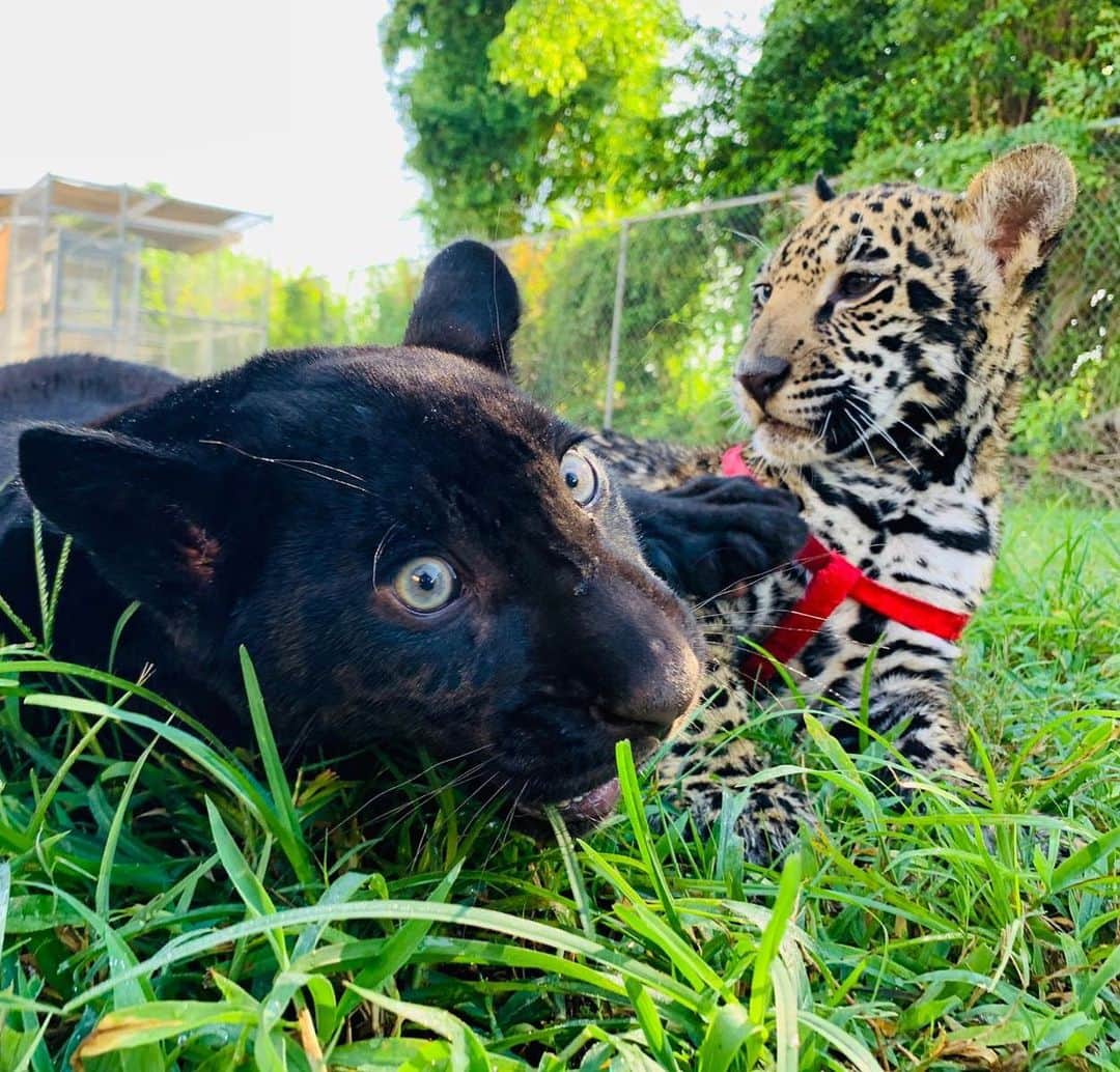 Zoological Wildlife Foundationさんのインスタグラム写真 - (Zoological Wildlife FoundationInstagram)「Two types of Monday faces!🤣🐆💚 #mondaymood #twotypesofpeople」7月6日 23時35分 - zwfmiami