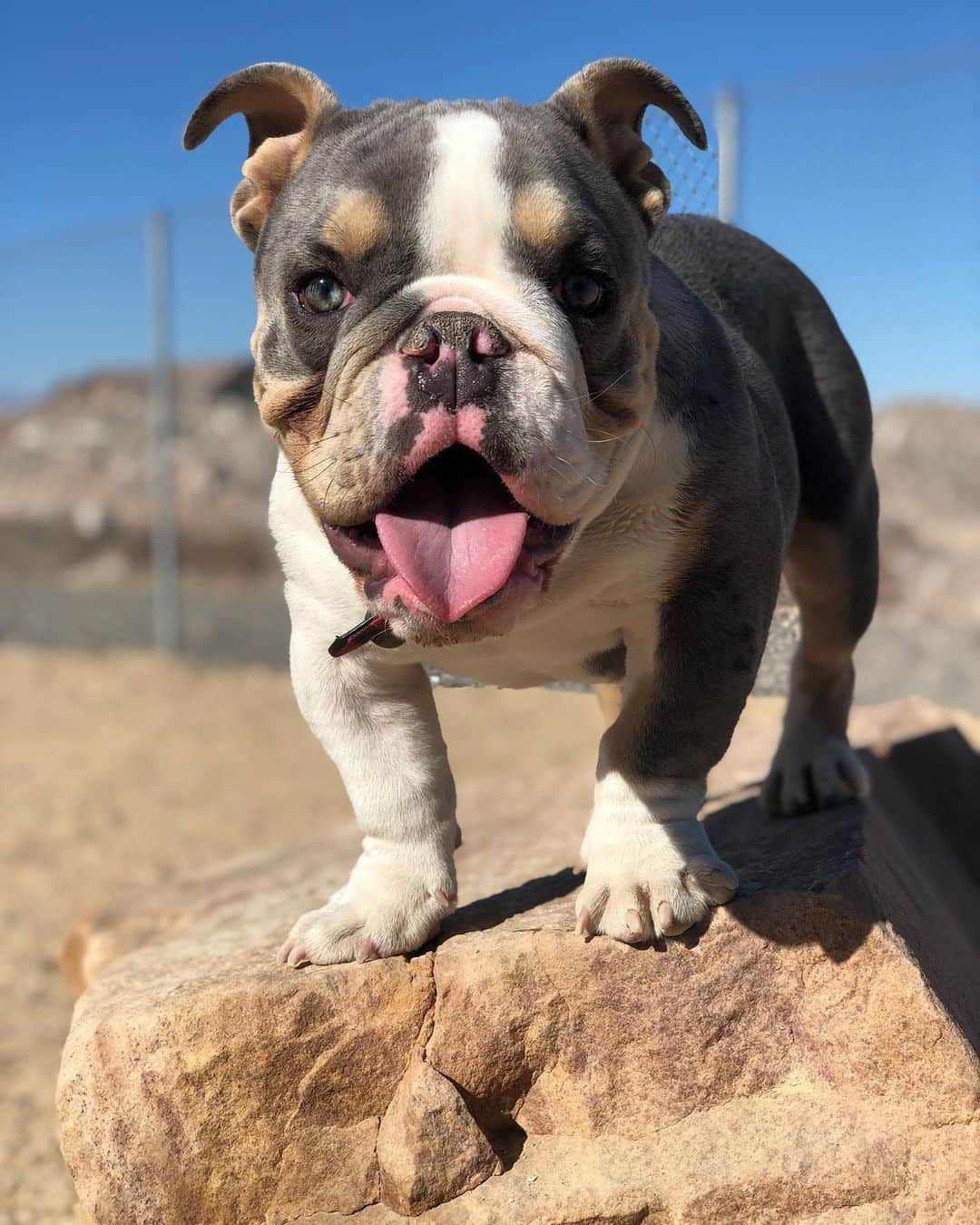 Bodhi & Butters & Bubbahさんのインスタグラム写真 - (Bodhi & Butters & BubbahInstagram)「Sorry I can’t come to work today, my dog really wanted to go to the park 💁🏼‍♀️  . . . . . #monday #is #canceled #sunday #2.0 #upgrade #bulldog #mimosa #dogpark #days #puppy #love #smile #cute #boy #mylove #mylife #dogsofinstagram #dog #mom #life」7月6日 23時39分 - keonistuff