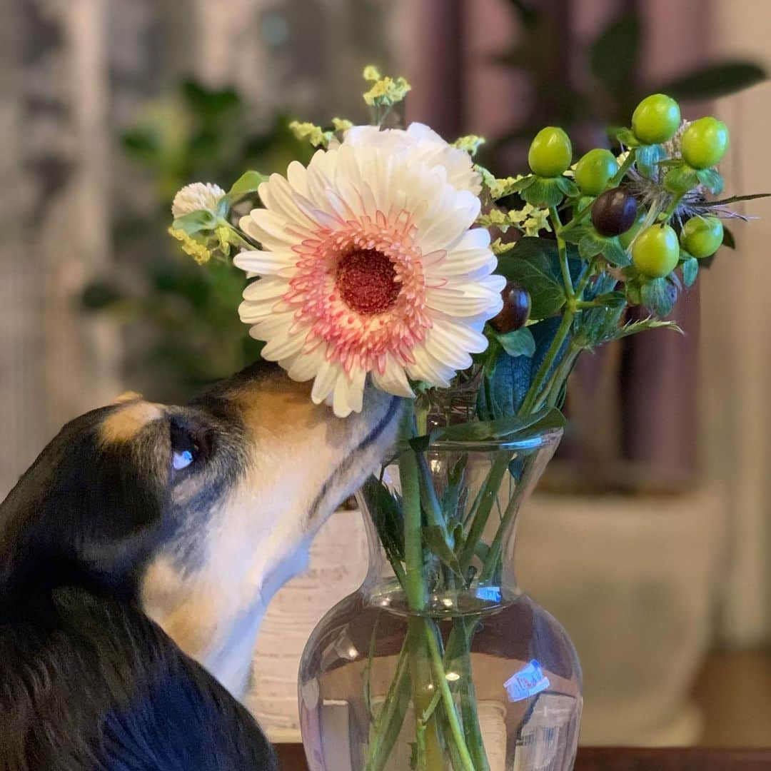 小日向えりのインスタグラム：「近くのお花屋さんが閉店してしまい…  #bloomeelife  というお花のサブスクを始めました☘️💐  ポストに投函してくれるサイズのブーケもあって便利。 テレワークでお家時間を充実させたくて、最近観葉植物やお花に凝っています！  お花を飾ると自然とテーブルやお部屋も片付ける不思議💐  また観葉植物ちゃんたちもご紹介しますね☘️  #お花がある暮らし」