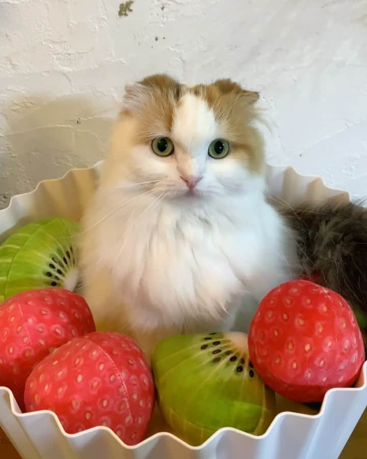 のインスタグラム：「It's just like a magic 💫🍓🥝🍊 . イクラちゃんの変身の術🐹💫 可愛い小物たちも一緒に🍓🥝 .  お友達の　@felt_art_moncomeさんの作品です✨ カップケーキベッド🧁から手作り👏❤️ . #weeklyfluff #catsofinstagram #cat #scottishfold #sweetcatclub @pidan_official #catlover #meowed #9gag #adorable #love #cats_of_world #kawaii #cutecatcrew」