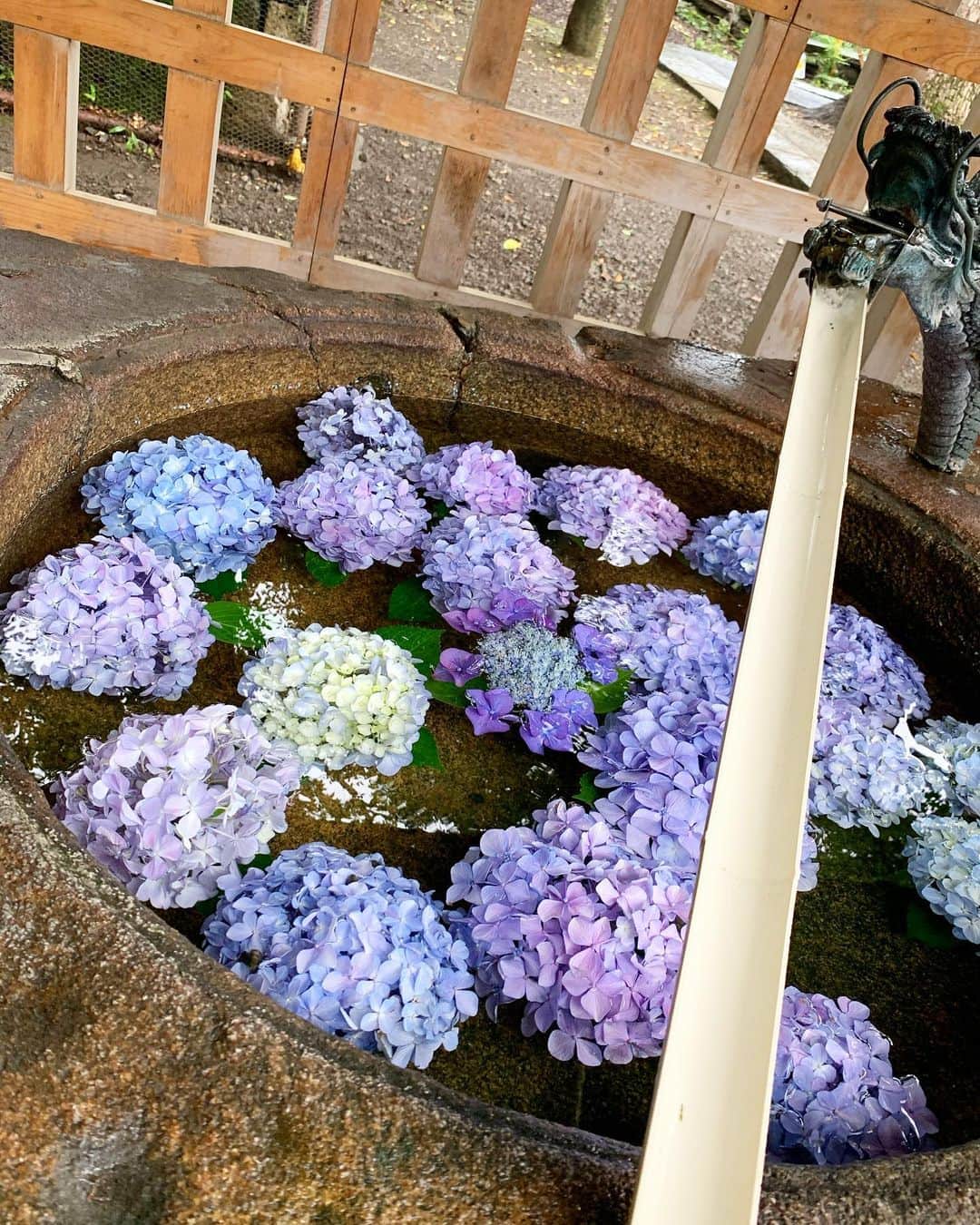 Mai Yamadaさんのインスタグラム写真 - (Mai YamadaInstagram)「いつのまにやら7月。 そして今日は七夕🎋 . もう写真の紫陽花の季節は終わりかな？ 先月訪れた神社の手水舎は、コロナ対策で柄杓を使わなくてもいいようになっていて、その代わり紫陽花でいっぱいに。 心遣いに思わず顔が緩んでしまいました。 . #7月 #文月 #七夕 #紫陽花 は終わりかな #手水舎#神社#日課」7月7日 0時20分 - yamadamai_719