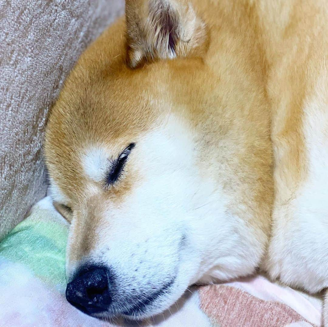 まる（まるたろう）さんのインスタグラム写真 - (まる（まるたろう）Instagram)「Good night!✨🐶💤✨なんか首の肉じゃなくて、皮が二重になってるね🥴 #肉じゃないよ #皮だよ毛皮 #九州方面の皆様 #大丈夫じゃないかもだけど #頑張るんだよ #そしてペットも避難出来てるといいな #命を守る行動を」7月7日 0時31分 - marutaro