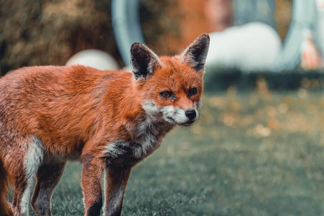 Canon UKさんのインスタグラム写真 - (Canon UKInstagram)「@danmumford had to be cunning like a fox to get this image. What's your favourite piece of kit for capturing great nature photos?  Camera: EOS M50 I Lens: EF-S 18-200mm f/3.5-5.6 IS (via Adapter) I Shutter Speed: 1/320 I Aperture: f/5.6 I ISO 1250」7月7日 0時49分 - canonuk