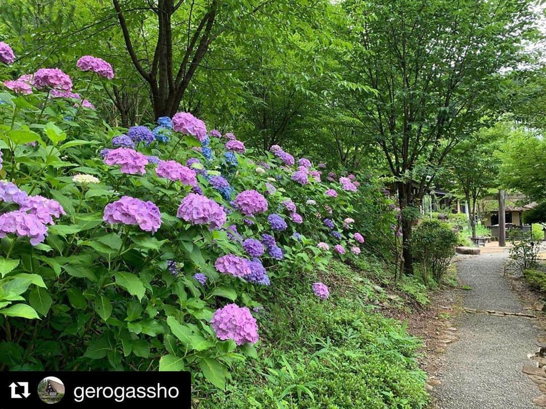 Gero City【下呂市公式アカウント】さんのインスタグラム写真 - (Gero City【下呂市公式アカウント】Instagram)「#Repost @gerogassho with @get_repost ・・・ 雨の日が続いていますが、歳時記の森のアジサイはもう少し楽しめそうです😊  赤と青と紫色のアジサイが１箇所に咲いている所もありますよ✨  #下呂温泉合掌村#gerostagram #下呂温泉#合掌村#アジサイ#紫陽花#歳時記の森」7月7日 0時49分 - gerostagram