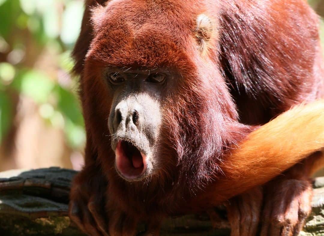 アニマルプラネットさんのインスタグラム写真 - (アニマルプラネットInstagram)「Howler monkeys are the loudest of all monkeys! They call to let others know where their territory is, alerting potential squatters to stay away. The calls sound like a loud whooping bark or roar. After one group of howlers call, another group answers. Chatty chatty! 🗣 . . #chimp #monkeys #monkeysofinstagram #primates #macaque #chimpanzees #hyenas #capuchinmonkey #chimpanzee #chimps #monkey #monkeymondays #photooftheday」7月7日 1時00分 - animalplanet