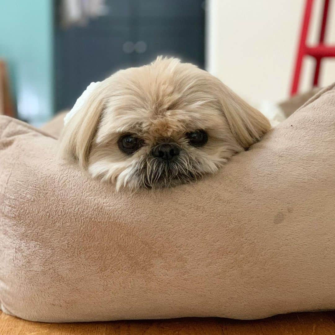 Dougie the Shih Tzuさんのインスタグラム写真 - (Dougie the Shih TzuInstagram)「Hi.」7月7日 1時08分 - dailydougie