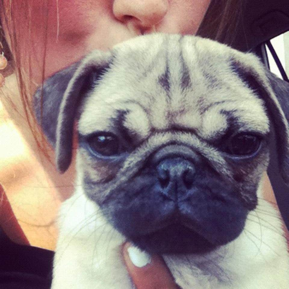 itsdougthepugさんのインスタグラム写真 - (itsdougthepugInstagram)「“Born to be a star” -Doug • 8 years ago today my Mama brought me home and the rest was history!」7月7日 1時09分 - itsdougthepug