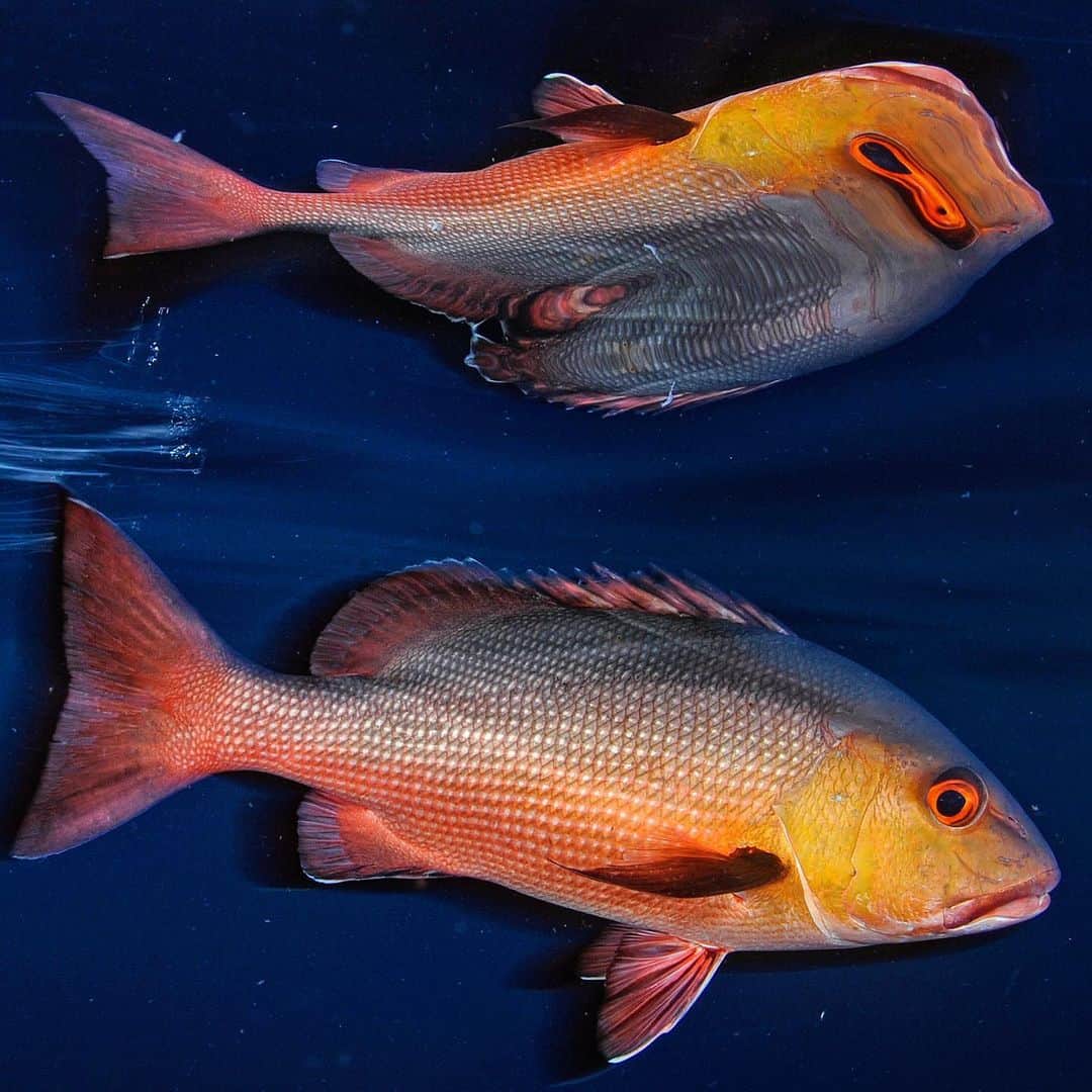 Thomas Peschakのインスタグラム：「If the ocean’s surface is super glassy calm and I hold my underwater camera at just the right angle... then this happens... Unpublished photograph from my @NatGeo story A Tale of Two Atolls (Bassas da India and Europa in the Mozambique Channel). Photographed on expedition with the @saveourseasfoundation working with TAAF (Terres australes et antarctiques françaises).」