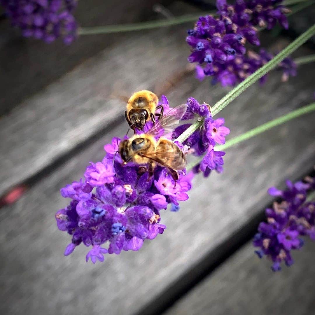 バレリー・イネルシさんのインスタグラム写真 - (バレリー・イネルシInstagram)「No Bee No Honey! 🌺 + 🐝 = 🍯 They are so cute! Don’t kill them! #peiceofhaven #natureisperfect #loveearth #natureswonder #naturesperfection #instanature  #naturepower #worldwonders #earth #earthlover」7月7日 1時51分 - valerie_inertie