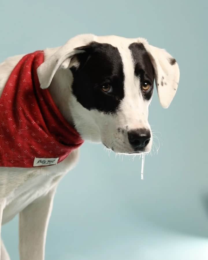 Andrew Knappのインスタグラム：「*UPDATE: bags are all swiped up. Sending out the coupons this week. Thanks to all.  🤤 Swipe to find out why Boo is drooling A little while ago, @Nutrience_ reached out and asked to work together again. I said “Hey, things are tough right now, can we just give a bunch of food away?”. They said “Sure.” That’s why Boo is drooling. ⁣  ⁣ If you or a friend/neighbour could use an extra bag (and you’re in Canada), share your story in the comments of how a bag of Nutrience dog food could help you. I’ll DM you for your full address and will send 50 people coupons for free Nutrience dog food. No need to follow or subscribe or tag 125 friends, just comment (or send me an email) and I’ll send you a coupon (up to 50 2.5kg Nutrience bags). Feel free to share this with anyone who might be able to benefit from this too, and share it in your stories so we could get a better reach. (If you prefer to send your story privately, send an email over to nutriencegiveaway@andrewknapp.com with your name and full mailing address)⁣  ⁣ A special thanks to Nutrience for their patience with me on this, as they also have recently given away over $55,000 worth of bags and cans of pet food to shelters across Canada in light of the current tough times.」