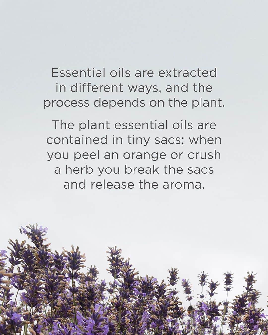 Neal's Yard Remediesさんのインスタグラム写真 - (Neal's Yard RemediesInstagram)「THE EXTRACTION OF ESSENTIAL OILS 💧What is your favourite essential oil?」7月7日 2時04分 - nealsyardremedies