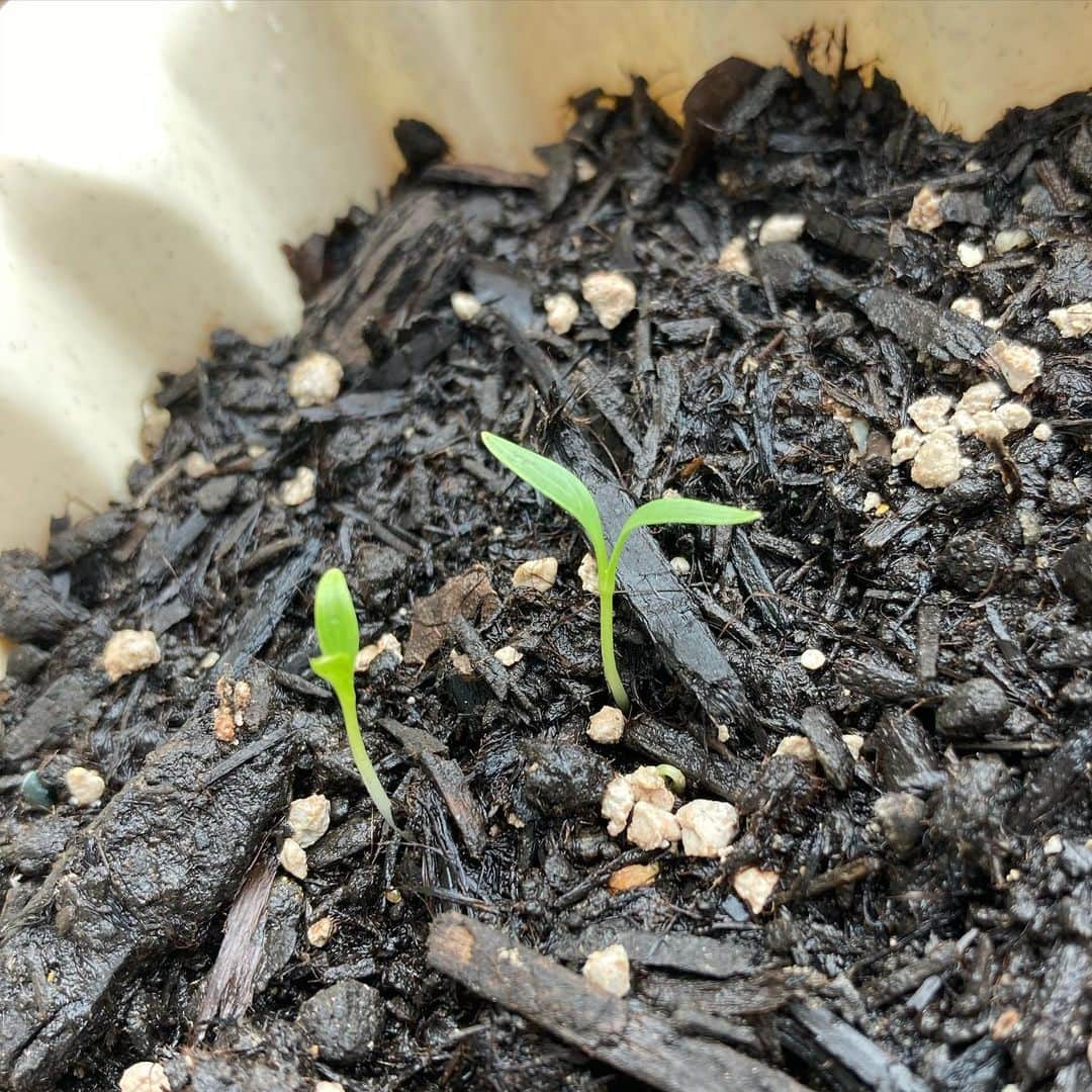 田井弘子さんのインスタグラム写真 - (田井弘子Instagram)「また、今朝もテンション上がるー！  芽が出た！！  密かに初めてのベランダ菜園w  大好きな　#パクチー　の種まいてました。 2週間ほどで、出たよ！  天候あまり良くないから心配だったけど、良かった☆  ここからだ。大事に育てよう。」7月7日 12時15分 - hirokotai