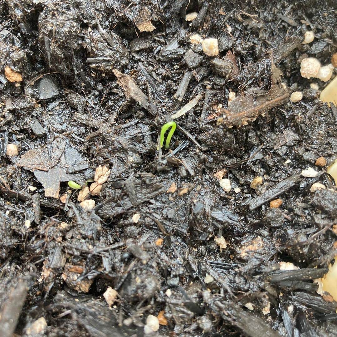 田井弘子さんのインスタグラム写真 - (田井弘子Instagram)「また、今朝もテンション上がるー！  芽が出た！！  密かに初めてのベランダ菜園w  大好きな　#パクチー　の種まいてました。 2週間ほどで、出たよ！  天候あまり良くないから心配だったけど、良かった☆  ここからだ。大事に育てよう。」7月7日 12時15分 - hirokotai