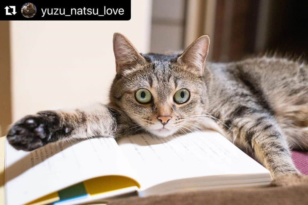 ねこさんのインスタグラム写真 - (ねこInstagram)「【#ねこは人を笑顔にする】❣️ ちゃんとここのページ抑えとくから大丈夫だょ🐱📚 @yuzu_natsu_love さん、ありがとう📖⭐️ #Repost @yuzu_natsu_love with @make_repost ・・・ 大きなしおり🔖 #にゃんすたぐらむ  #フェリシモ猫部  #関西ねこ部  #ねこのいる生活  #ねこ好きさんと繋がりたい #仲良し兄妹ねこ  #cat  #catstagram  #sippo  #朝ワンコ夕ニャンコ  #ねこちゃんホンポ #nekoclub  #nyancon01 #peppyフォト部  #peppycats20秋表紙応募  #祝ニャンとも #シマホスマイル  #ねこは人を笑顔にする #gexペットのありのまま #リラックスmiawmiaw2020夏  #部屋ねこmiawmiaw2020」7月7日 12時41分 - neko_magazine