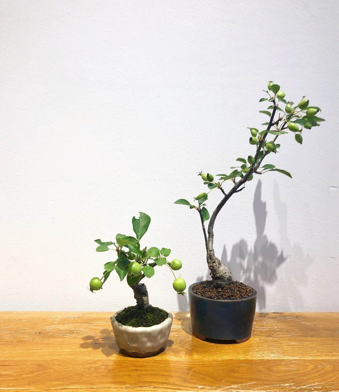のインスタグラム：「＜TRADMAN'S BONSAI＞ BEAMS JAPAN1階では、 ＜TRADMAN'S BONSAI(トラッドマンズ ボンサイ＞ のアイテムを週替わりで展示・販売しております。  アパレルバイヤーから盆栽造りという異色の経歴を持つ 株式会社松葉屋の小島鉄平が手がけるブランド ＜TRADMAN’S BONSAI（トラッドマンズ ボンサイ）＞は、 盆栽の持つ生彩さと独創的な空間デザインの融合を 世界に発信し続けています。  是非店頭にてご覧ください。  BEAMS JAPAN 1F ☎︎ 03-5368-7314 #beams  #beamsjapan  #beamsjapan1st  #ビームスジャパン #新宿 #新宿三丁目 #盆栽#bonsai #tradmans#トラッドマンズ」