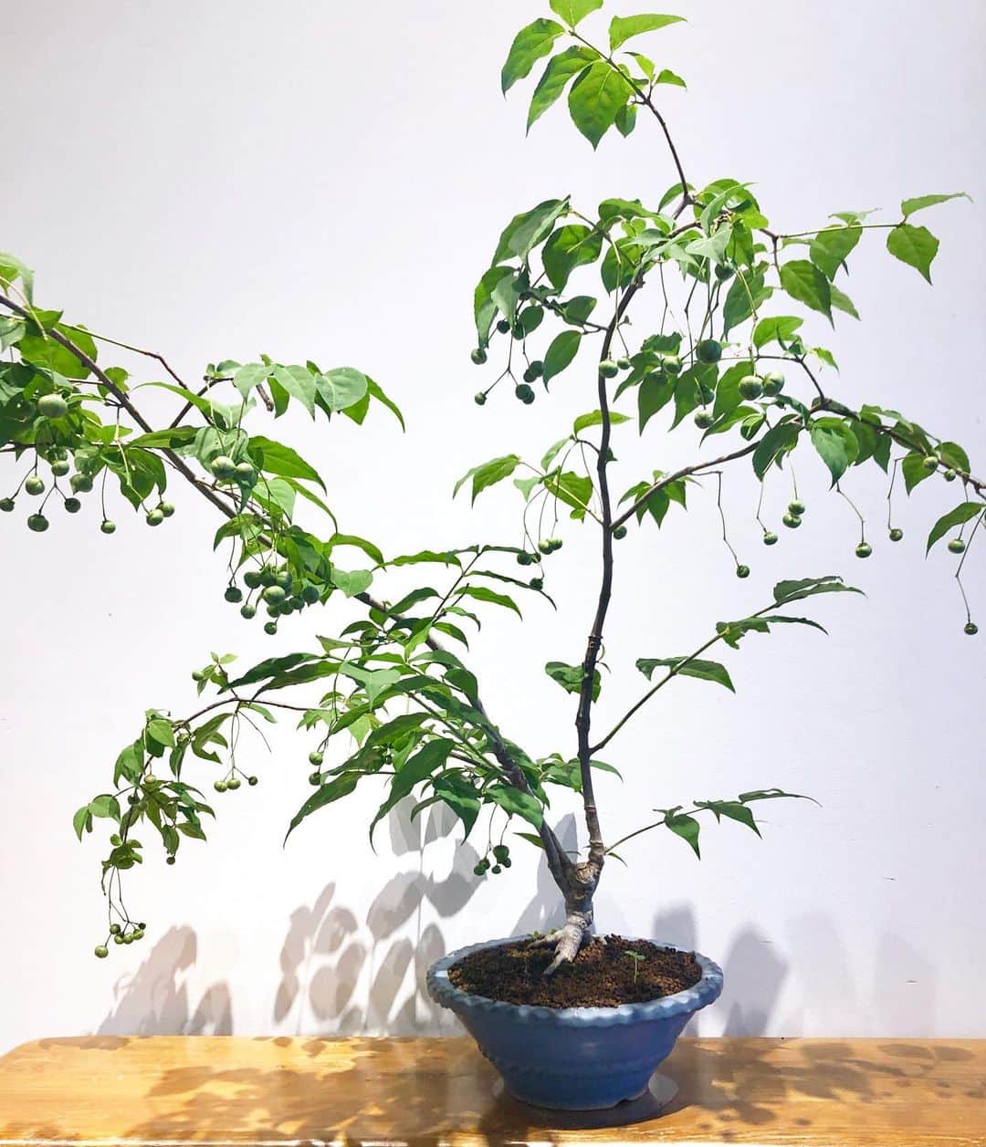のインスタグラム：「＜TRADMAN'S BONSAI＞ BEAMS JAPAN1階では、 ＜TRADMAN'S BONSAI(トラッドマンズ ボンサイ＞ のアイテムを週替わりで展示・販売しております。  アパレルバイヤーから盆栽造りという異色の経歴を持つ、 株式会社松葉屋の小島鉄平が手がけるブランド ＜TRADMAN’S BONSAI（トラッドマンズ ボンサイ）＞は、 盆栽の持つ生彩さと 独創的な空間デザインの融合を 世界に発信し続けています。  是非店頭にてご覧ください。  BEAMS JAPAN 1F ☎︎ 03-5368-7314 #beams  #beamsjapan  #beamsjapan1st  #ビームスジャパン #新宿 #新宿三丁目 #盆栽#bonsai #tradmans#トラッドマンズ」