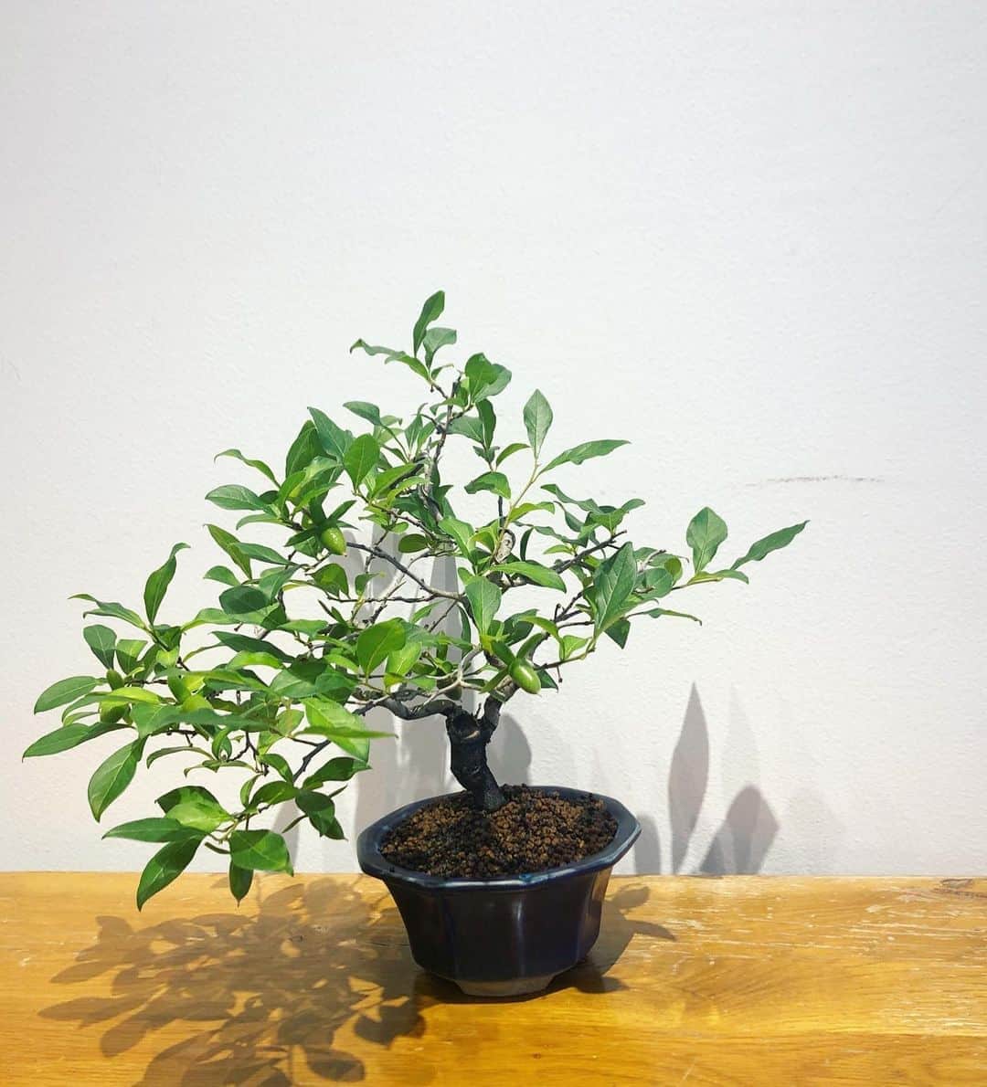 のインスタグラム：「＜TRADMAN'S BONSAI＞ BEAMS JAPAN1階では、 ＜TRADMAN'S BONSAI(トラッドマンズ ボンサイ＞ のアイテムを週替わりで展示・販売しております。  アパレルバイヤーから盆栽造りという異色の経歴を持つ、 株式会社松葉屋の小島鉄平が手がけるブランド ＜TRADMAN’S BONSAI（トラッドマンズ ボンサイ）＞は、 盆栽の持つ生彩さと独創的な空間デザインの融合を 世界に発信し続けています。  是非店頭にてご覧ください。  BEAMS JAPAN 1F ☎︎ 03-5368-7314 #beams  #beamsjapan  #beamsjapan1st  #ビームスジャパン #新宿 #新宿三丁目 #盆栽#bonsai #tradmans#トラッドマンズ」
