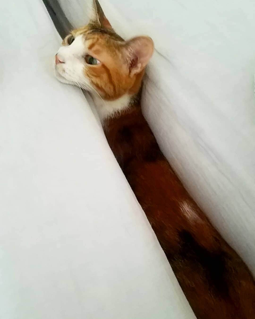 小高亮さんのインスタグラム写真 - (小高亮Instagram)「オリーブさん、今日は一段とスリムですね。  #ねこ #cat  #隙間大好き」7月7日 12時50分 - odaka_p