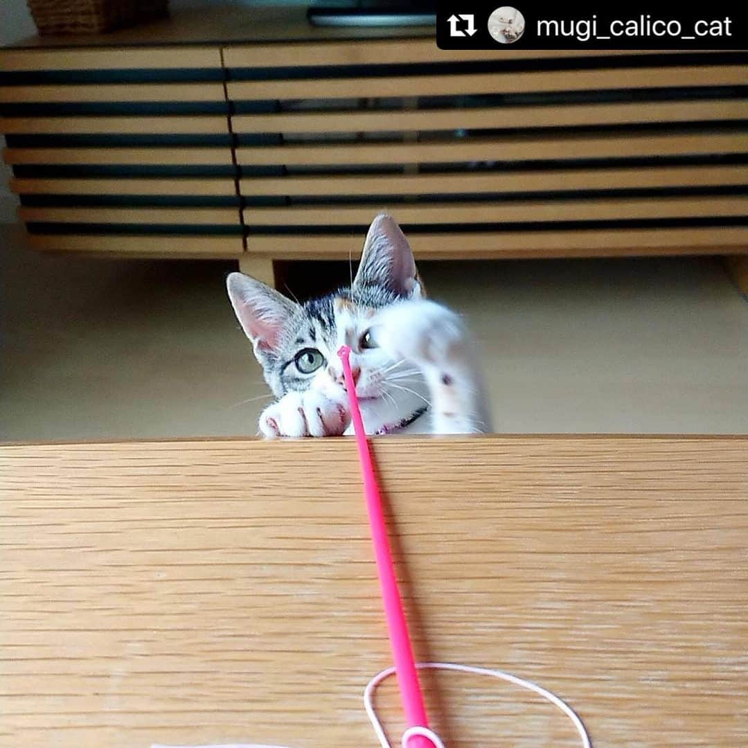 ねこのインスタグラム