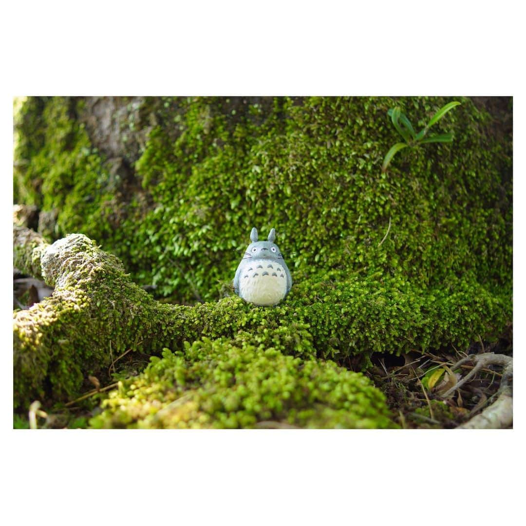 nqouのインスタグラム：「#となりのトトロ #トトロ #totoro #ジブリ #ghibli #nqouminiature」