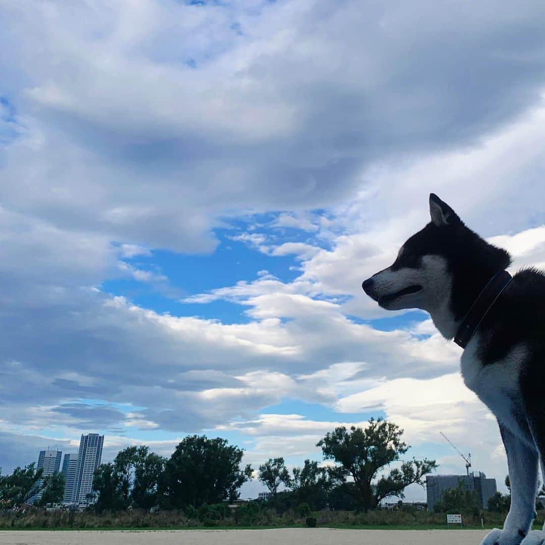 くろさんのインスタグラム写真 - (くろInstagram)「朝から蒸し暑い…⛅️ #朝んぽ #kuroshiba #blackshiba #shibainu #shibastagram #instadog #dogstagram #柴犬 #黒柴 #黑柴 #日本犬 #和犬 #シニア犬 #癒し犬 #いぬら部 #ふわもこ部 #柴犬部 #モフモフ生命体 #柴犬のいる暮らし #柴犬のいる生活 #柴犬と一緒 #わんこのいる暮らし #わんこのいる生活 #わんこと一緒 #わんダフォ #わんだふるJapan」7月7日 5時44分 - m6bmw