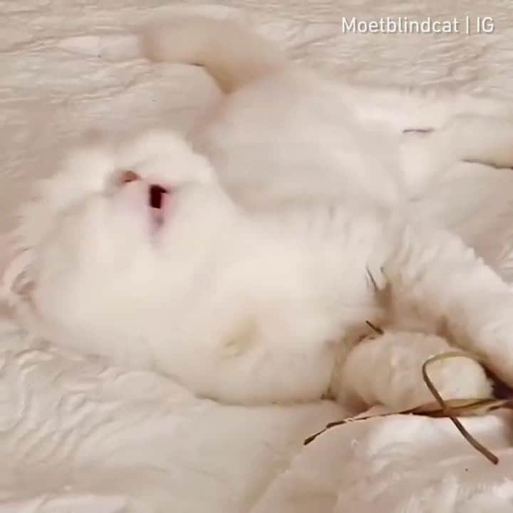 Aww Clubのインスタグラム