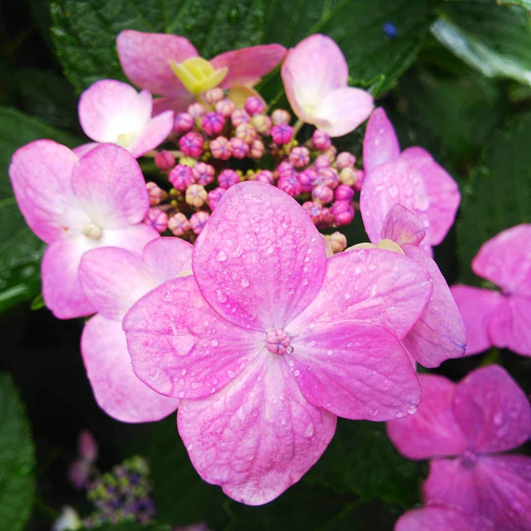 みながわゆみさんのインスタグラム写真 - (みながわゆみInstagram)「#あじさい #紫陽花 #アジサイ #額アジサイ #額紫陽花 #額あじさい #きれい #かわいい #紫陽花大好き #はなまっぷ #花まっぷ #花の写真 #花写真 #花撮り #花好きな人 #花好きな人と繋がりたい #写真好き #写真好きな人と繋がりたい」7月7日 6時07分 - nama.09.19