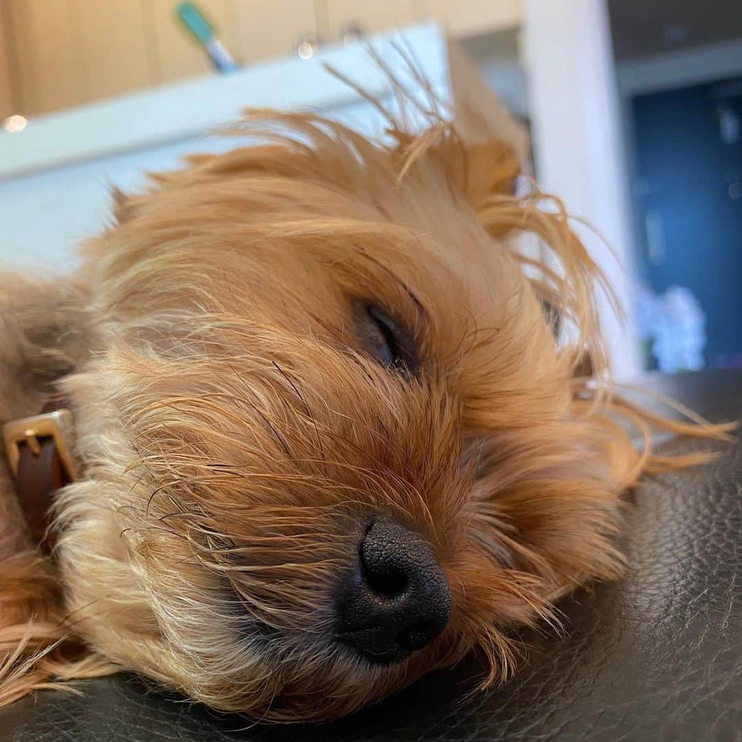 Rubyさんのインスタグラム写真 - (RubyInstagram)「💤 🐶💬低気圧っていうのがくると眠くなるのよね。 姫は我が家の気圧計 ...