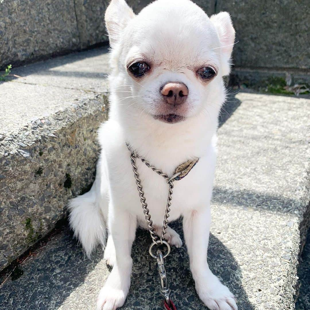 KORIKIのインスタグラム：「おはようございます♪ #ひと休み #dogofsapporo #dog, #dogs, #dogstagram,#chihuahua,#犬バカ部,#チワワ,#koriki, #hanadog #白スムチ連合会, #スムチー,  #dogofthedayjp, #dogoftheday  #ilovemydog #instadog #instapet #WhiteChihuahua  #吉娃娃 #치와와  #dogsofinstagram #Chihuahualover  #ชิวาวา #チワワの輪 #barkbox #WhiteChihuahuaParty #もふもふモフモフ」