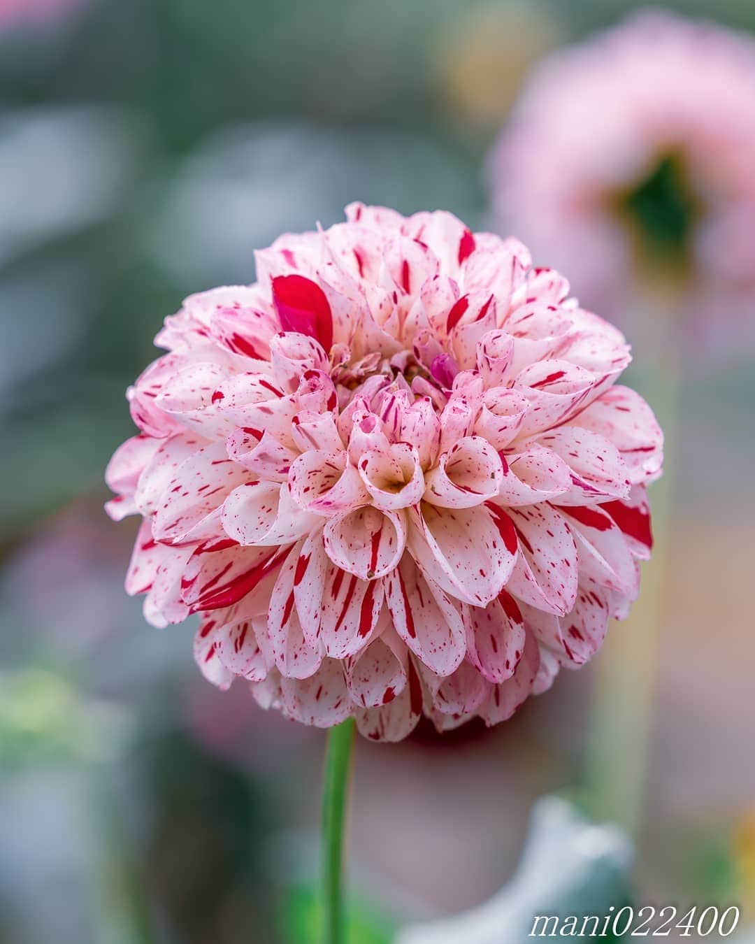 mani022400さんのインスタグラム写真 - (mani022400Instagram)「. 7 Jul. 2020 ． . Good morning🌸🌺🌹✨ 今日は七夕ですね。 コロナが収束しますように〜✨ . . . 🌺🌺🌺🌷🌷🌷🌹🌹🌹🌸🌸🌸 ご訪問ありがとうございます🙇 . お花以外の写真は サブアカウントにポストしています。 良かったら、覗いてください🙇🙇 ⬇️⬇️⬇️ @mani0224000   . 🌺🌺🌺🌷🌷🌷🌹🌹🌹🌸🌸🌸 . . . . . 🔷🔷🔷🔷🔷🔷🔷🔷🔷 カメラ好きな人と繋がりたい  flower  花 flowers   #discoverwithalpha ﻿ #japan_ilc﻿ #a7rm3 ﻿ #sel70200gm  sel55f18z　 #写真好きな人と繋がりたい love_bestjapan  serahana #ファインダー越しの私の世界    #花のある暮らし  #bns_lite #eclecticshow #explore_floral . #9vaga9  9Vaga_Rose9  9vaga_3flowers9  #floristsandflowers #ip_for_blossoms_vip  #fabulous_shots ig_flowers #ponyfony_flowers #meiko_flora_member meiko_roses  #myheartinshots #la_flowers #rainbow_petals #top_favourite_flowers  #quintaflower #inspiring_shot #phx_flowers dreaming_in_macro flower_special_legend  #nature_special_legend  #ind_flowers #tv_flowers　　 #best_mmf_vipday  #best_beauty_flora_  9vaga_flowersart9 #ptk_flowers #fleur_noblesse_m  .」7月7日 6時32分 - mani022400