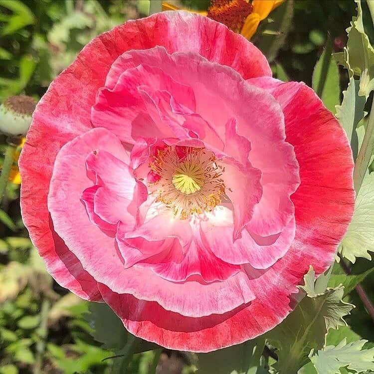 マーサ・スチュワートさんのインスタグラム写真 - (マーサ・スチュワートInstagram)「Poppy magic. 🌺 From left to right you can see Lauren’s Grape, Falling in Love, and Supreme varieties blooming at @marthastewart48’s Bedford gardens. #regram via @ryanmccallister1」7月7日 6時56分 - marthastewart