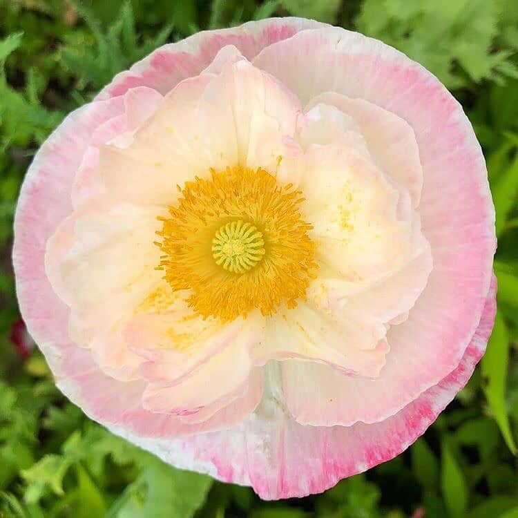 マーサ・スチュワートさんのインスタグラム写真 - (マーサ・スチュワートInstagram)「Poppy magic. 🌺 From left to right you can see Lauren’s Grape, Falling in Love, and Supreme varieties blooming at @marthastewart48’s Bedford gardens. #regram via @ryanmccallister1」7月7日 6時56分 - marthastewart