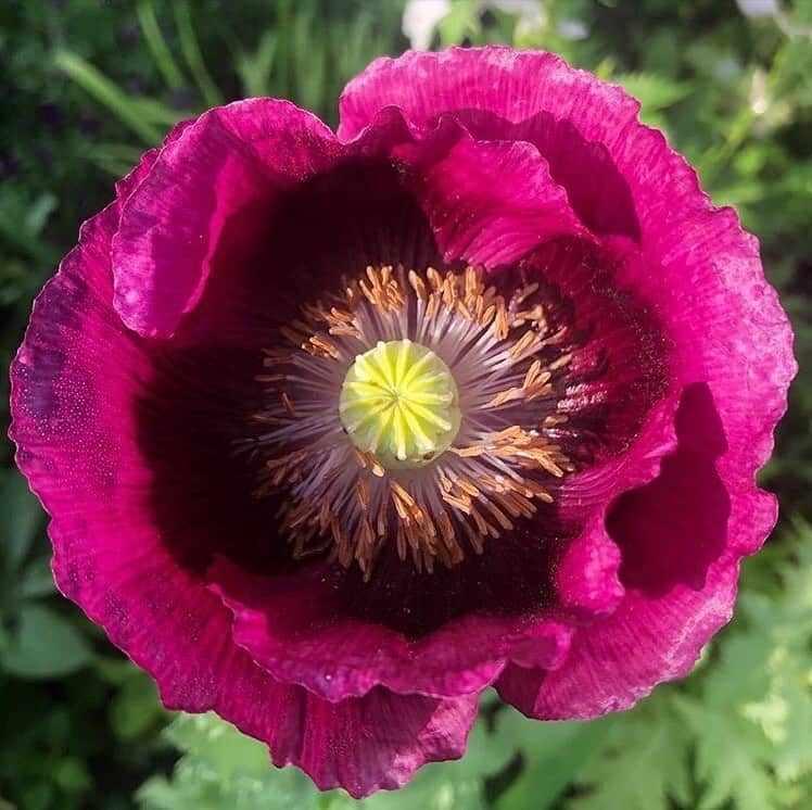 マーサ・スチュワートさんのインスタグラム写真 - (マーサ・スチュワートInstagram)「Poppy magic. 🌺 From left to right you can see Lauren’s Grape, Falling in Love, and Supreme varieties blooming at @marthastewart48’s Bedford gardens. #regram via @ryanmccallister1」7月7日 6時56分 - marthastewart