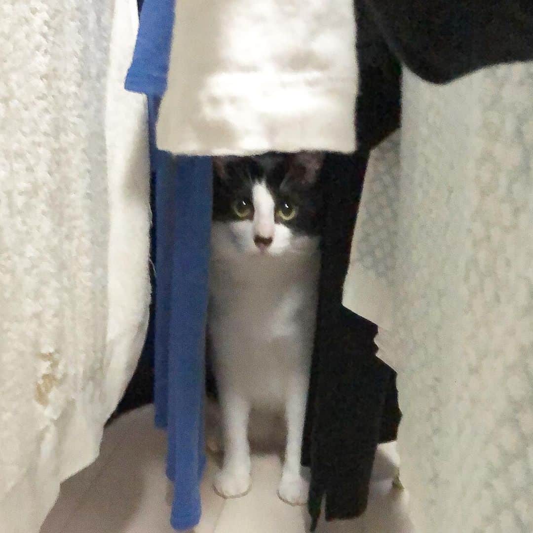 ぽんずのインスタグラム：「洗濯物の隙間から。 昨日帰り遅くて今朝は早出。かまってあげられなくてごめんよ😭  #ねこ#猫#cat#猫好き#親バカ#はちわれ#ハチワレ#はちわれ猫#ハチワレ猫#白黒猫部#にゃんすたぐらむ#ilovecat#猫大好き#うちの猫自慢#白黒猫 #我が家のぽんずくん #ちゅーちゅー妖怪」