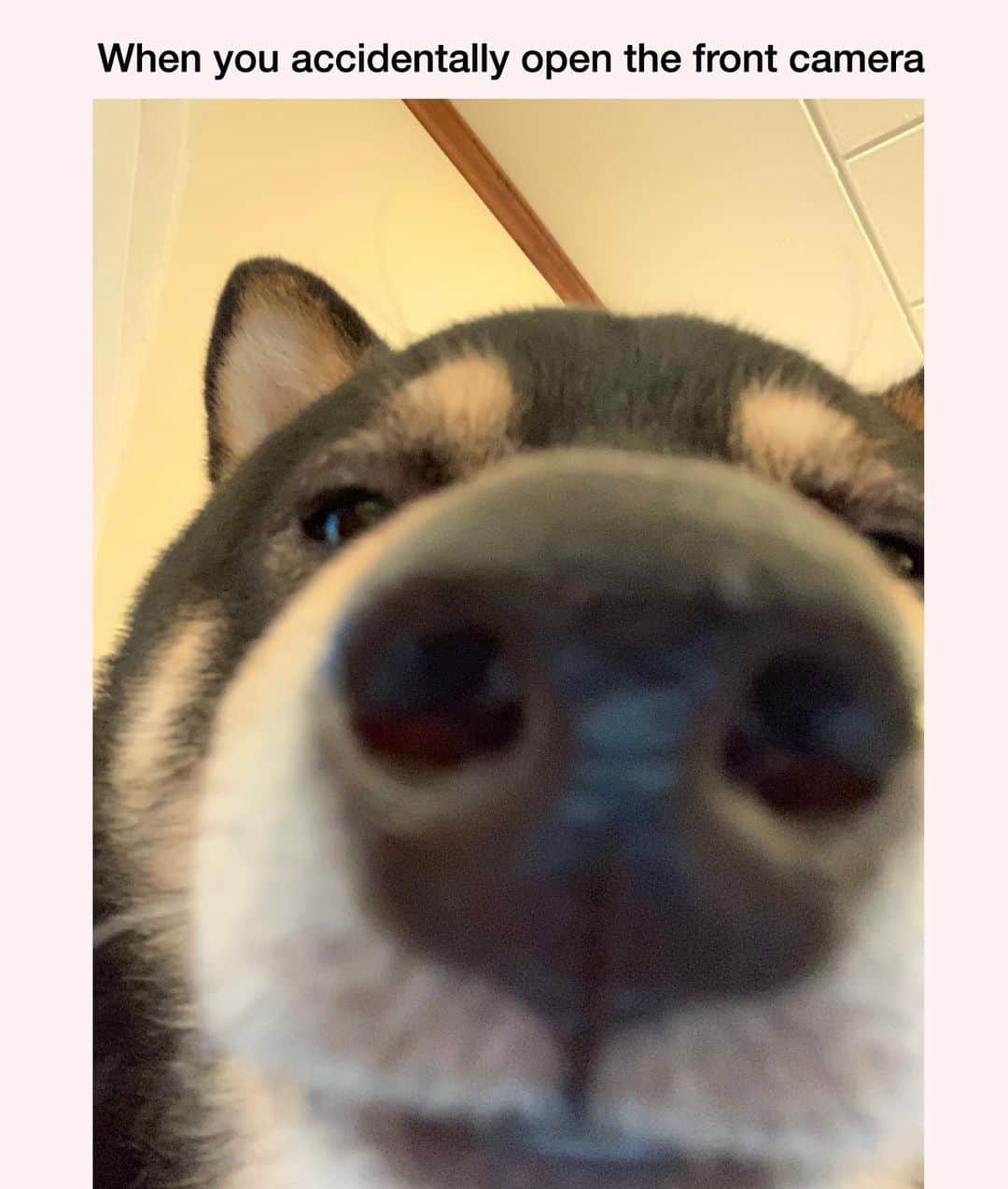 ?Fricko the Shiba Inu?のインスタグラム：「Still look good 😎🤘🏼  🐾 🐾 🐾 #Keaton #🐶 #shiba #shibainu #dog #柴犬 #黒柴 #子犬 #shibalovers #shibaholics #dogoftheday #dogslife #weeklyfluff  #dogstagram  #dogscorner #shibapuppy #puppiesofinstagram」