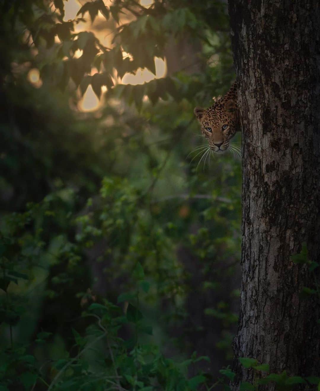 WildLifeのインスタグラム：「The jungle, so incredibly rich. So much to learn. So much to unlearn. By @shaazjung . . #shaazjung #nikon #nikonindia #wildlife #nature #leopard #bigcats」