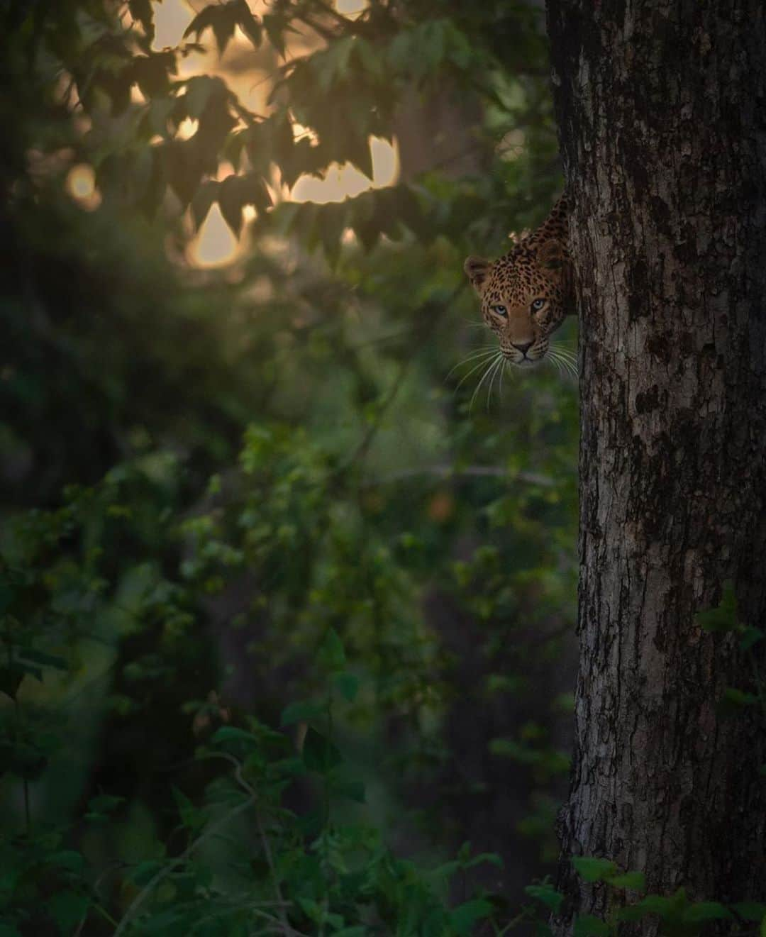 WildLifeさんのインスタグラム写真 - (WildLifeInstagram)「The jungle, so incredibly rich. So much to learn. So much to unlearn. By @shaazjung . . #shaazjung #nikon #nikonindia #wildlife #nature #leopard #bigcats」7月7日 8時42分 - wildlifepage