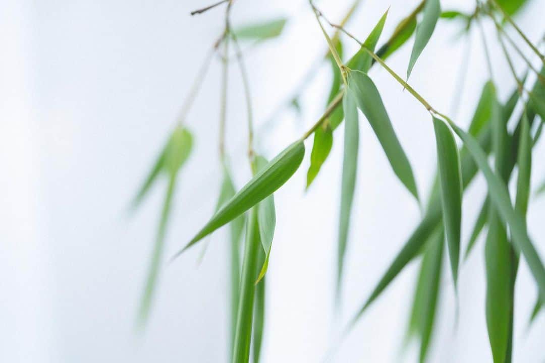 LOVEGREEN -植物と暮らしを豊かに。さんのインスタグラム写真 - (LOVEGREEN -植物と暮らしを豊かに。Instagram)「［七夕］ . 7月7日は七夕🎋 . 竹をさらっと飾ってみました。 窓を開けた時、風に揺られた笹の葉の音に癒されます✨ . ——笹(竹)は神聖なもの—— 七夕よりずっと前から笹(竹)は神聖なものとして、古くから大切なものとして扱われて来たといわれています✨ 竹は丈夫で、繁殖力も強い植物。生命力と神秘性を兼ね備えていることから、昔から神事などに使われてきたようです。 . また、笹の葉が擦れ合う音は、神様を招くとされてきたそうで、七夕の願い事も神聖な笹に吊るすようになった、などと諸説あるようです☺️ ———————————— . 暦に合わせた植物を部屋に飾ると、忙しい日々の中でも季節感を楽しめるひとときに。 . 今日は七夕。 笹を飾れなくても、季節の花を一輪飾ってみるのもいいかも💐 . 素敵な一日をお過ごし下さい🌿✨ . #七夕#笹の葉#笹#竹#花 #花のある暮らし #花束 #花瓶 #花が好き #花のある生活 #花器 #一輪挿し #フラワーベース#リビングインテリア#シンプルな暮らし #シンプルライフ #暮らしを楽しむ #日々の暮らし #賃貸暮らし #植物 #植物のある暮らし #植物のある生活 #植物と暮らす #植物が好き#インテリア好き #インテリア植物 #インテリアグリーン #インテリアフラワー #ナチュラルインテリア #賃貸インテリア」7月7日 9時03分 - lovegreen_official