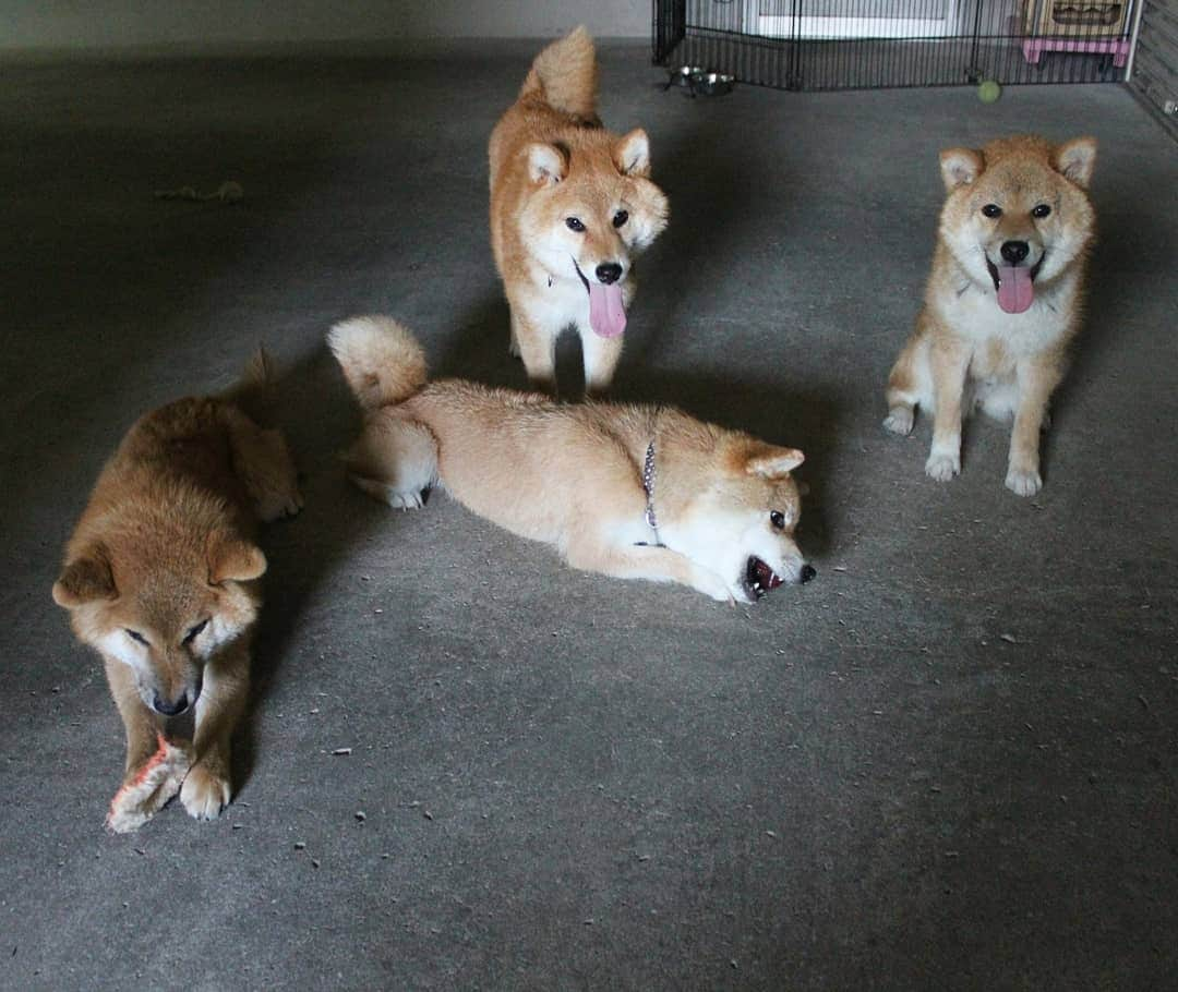 柴犬たま Shibainu Tamaのインスタグラム