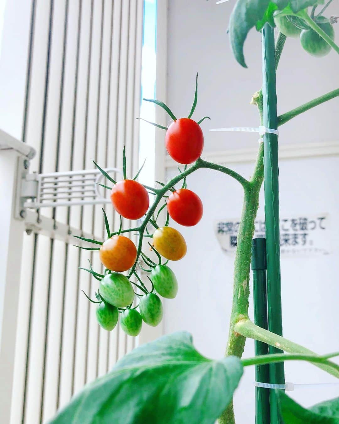 伊藤歩さんのインスタグラム写真 - (伊藤歩Instagram)「* Rainbow color tomatoes 　💛❤️🧡💚💜💙  おはようございます！ 今朝トマトちゃん達が虹色に✨ 梅雨に素敵な虹のプレゼント🌈 なんて美しいんだー ありがとう〜Beautiful babies💕  【追記】 そうだ❗️今日、七夕ですね😘 トマトの苗木に短冊🎋付けよっと  #homegrown#vegi#tomato#basil#lovenature#tokyolife#thankyounature#rainbow#color#家庭菜園#虹#ミニトマト#バジル#短冊#七夕#願い事」7月7日 9時16分 - ayumi__ito