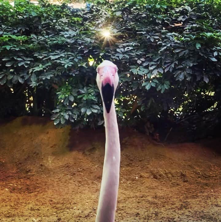 のインスタグラム：「願いは、なあに🎋 . . #七夕 #願い事  #フラミンゴ#Flamingo #Flamin #go ‼︎」