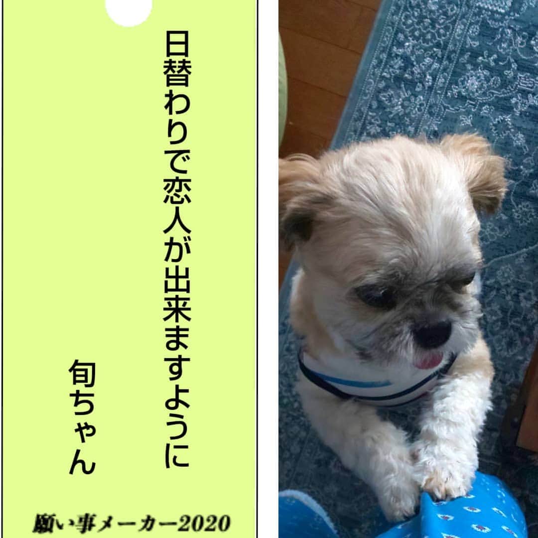 タンゲクンのインスタグラム：「コロナと大雨で今日は何かをすっかり忘れてましたが こんな日を忘れないでおきたい 🛐 大雨での災害が沈静化しますように🙏 旬太郎七夕2020 #診断メーカー #犬 #shtzulove」