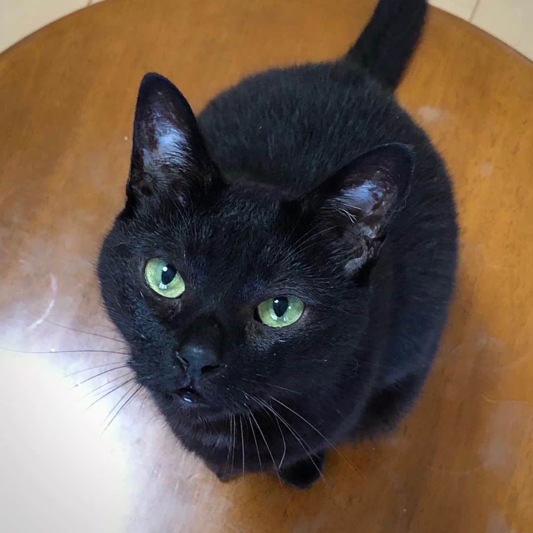 ホタテ＆クラム＆シラスのインスタグラム：「最近よく食べるのでまるまるとしてます #cat #neko #blackcat #猫 #ねこ #黒猫 #catstagram #instagram #instagramjapan #ig_japan #igersjp」