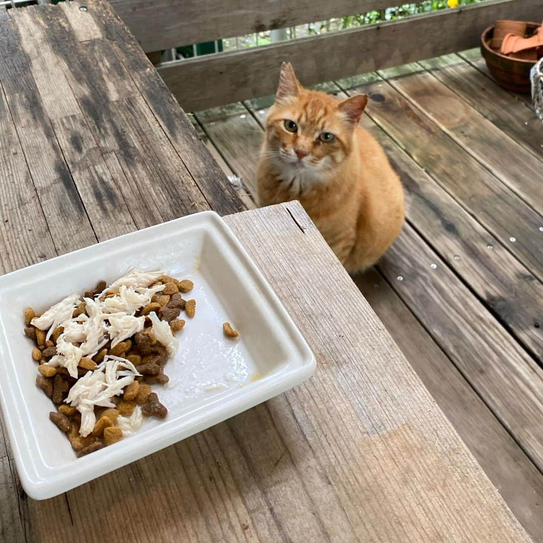 ゆたこさんのインスタグラム写真 - (ゆたこInstagram)「今朝のニャンズ❤ 雨戸を開けたら誰もいなくて、しばらくしてふたり揃って戻ってきました😊 1枚目のノラさんの前にMがいたんだけど、ちょいちょいされてMはお隣さんちへ逃げてしまいました💦 ご飯の支度をしたけれど、Mは戻ってこなくて…ノラさんが食べ終わった後にやってきました😊 🐾 そのあと、猫じゃらしで遊びたいのかスタンバイするM😆 遊ぶのをやめるとどこかへ行ってしまうんだけど、鈴の音を鳴らすとすぐに戻ってきます😂 この猫じゃらし、気に入ったんだね💕 🐾 そして、寝そべったところでうまうま捕獲大作戦‼️ 今朝はMの大好き3点セットにして、セット中も逃げなかったけれど、じっと捕獲器を見て…その場から立ち去りました💦 賢いM、警戒してます|ωㆆ)ﾁﾗｯ 🐾 またたび大好きノラさんも捕獲器に近づいてこないので、相当警戒している模様💦💦💦 根気強くセットするしかないね…（うまうまはこの中でしか食べられないとかね😋） 🐾 🐾 #野良猫保護 #元野良猫 #保護猫 #黒猫のソネちゃん #家猫修行中 #人馴れ修行中 #猫慣れ修行中 #なでなで #ねこすたぐらむ  #にゃんすたぐらむ #猫のいる暮らし #ねこ #地域猫 #さくらみみ #地域猫活動にご理解を #猫嫌いな人のために #TNR  #捕獲器セット中 #猫じゃらし #ダイソーの猫じゃらし」7月7日 9時51分 - yutako55