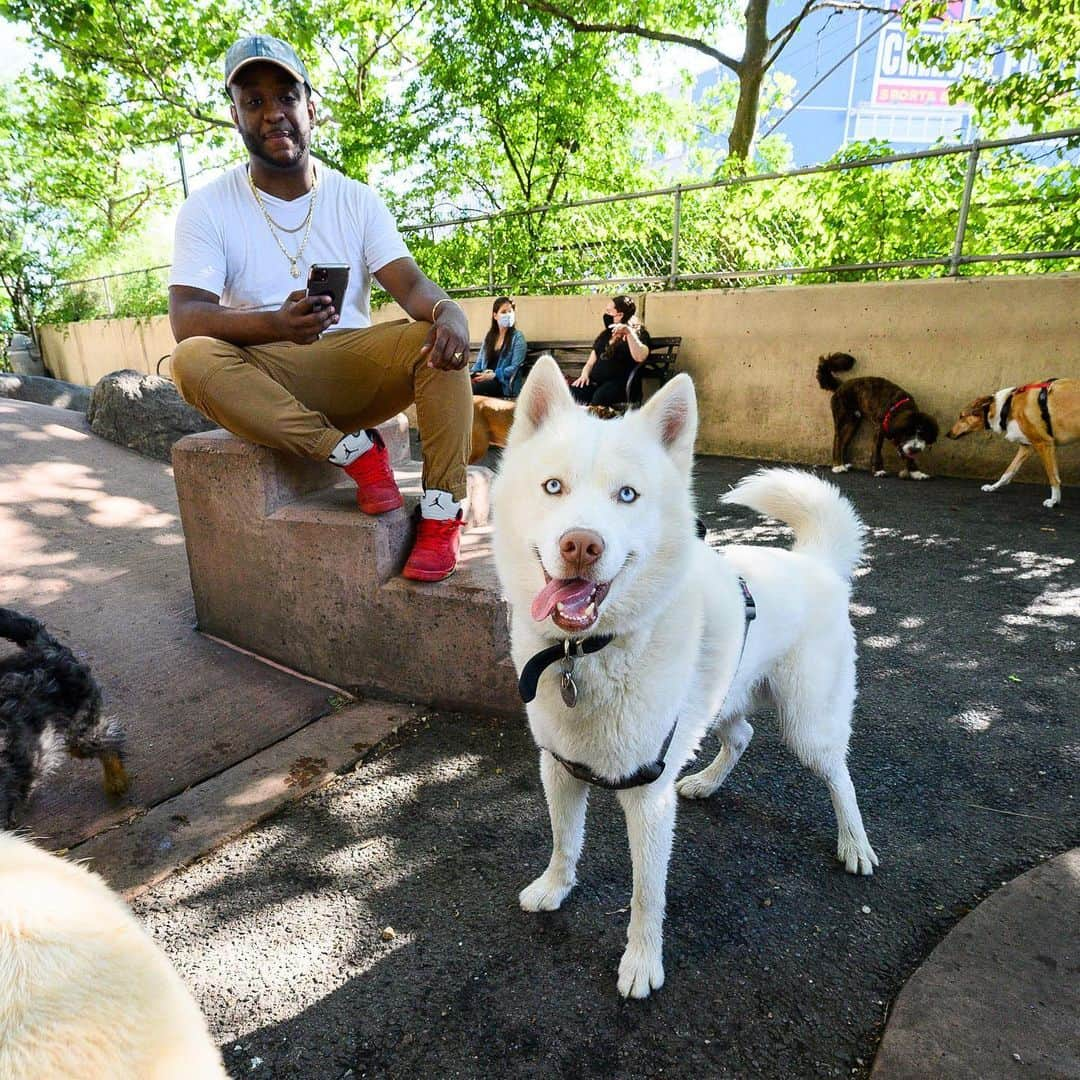 The Dogistさんのインスタグラム写真 - (The DogistInstagram)「Thor & Winter, Siberian Huskies (2 & 3 y/o), Chelsea Waterside Dog Park, New York, NY • “I go four miles a day with them on the electric skateboard up through the park. A one wheel. They f*ckin love it. They just want to run.”」7月7日 10時52分 - thedogist