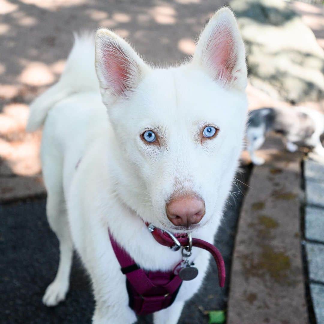 The Dogistさんのインスタグラム写真 - (The DogistInstagram)「Thor & Winter, Siberian Huskies (2 & 3 y/o), Chelsea Waterside Dog Park, New York, NY • “I go four miles a day with them on the electric skateboard up through the park. A one wheel. They f*ckin love it. They just want to run.”」7月7日 10時52分 - thedogist