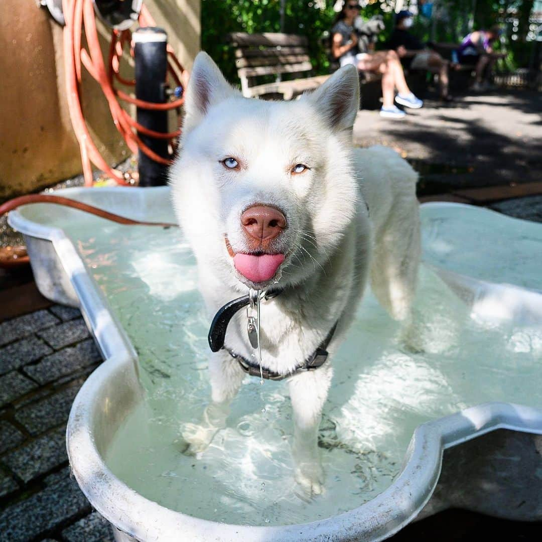 The Dogistさんのインスタグラム写真 - (The DogistInstagram)「Thor & Winter, Siberian Huskies (2 & 3 y/o), Chelsea Waterside Dog Park, New York, NY • “I go four miles a day with them on the electric skateboard up through the park. A one wheel. They f*ckin love it. They just want to run.”」7月7日 10時52分 - thedogist