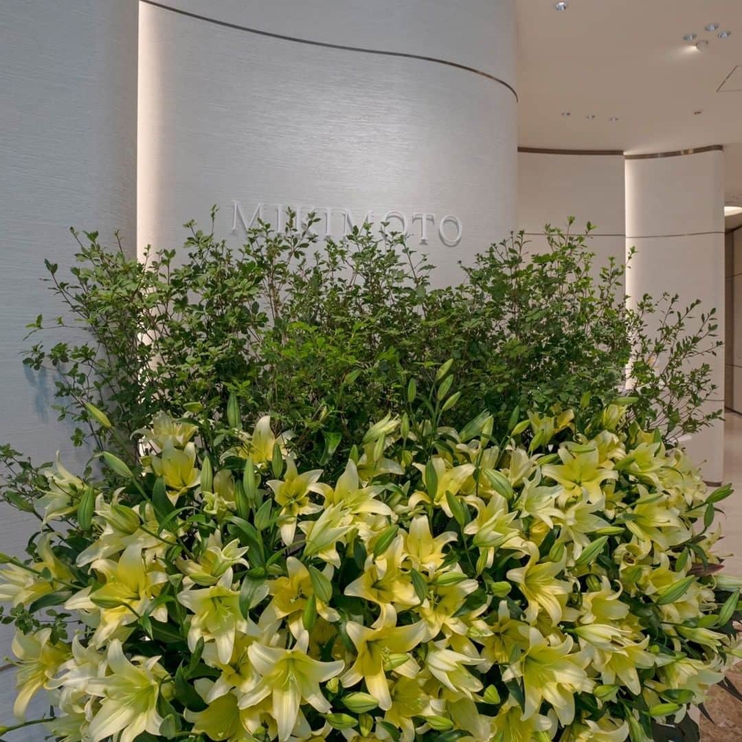 Mikimotoのグルメインスタ