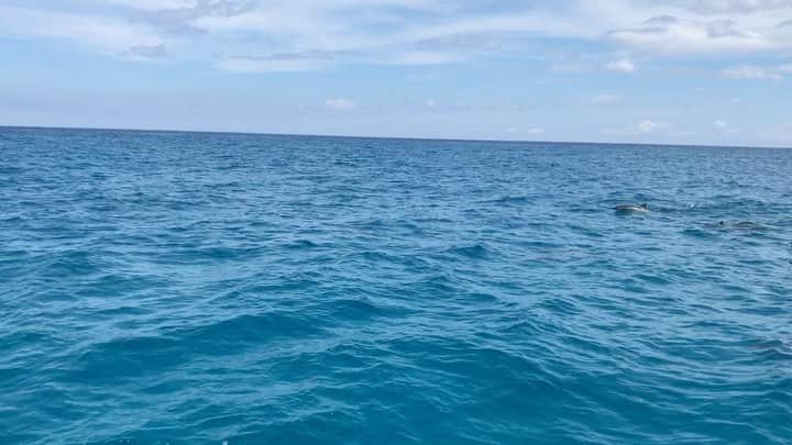 江田友莉亜のインスタグラム：「2年前かな⁇. ハワイでイルカと泳いだの懐かしい🐬🌺 . 去年はスペインでマグロと泳いだ🍣」